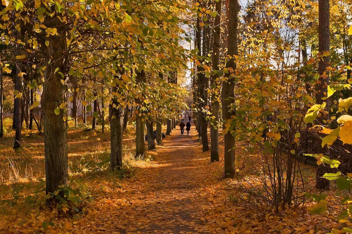 В старом парке есть кленовая аллея. Парк Первоуральска осенью. Аллея Первоуральск. Сосновый Бор город Кленовая аллея.