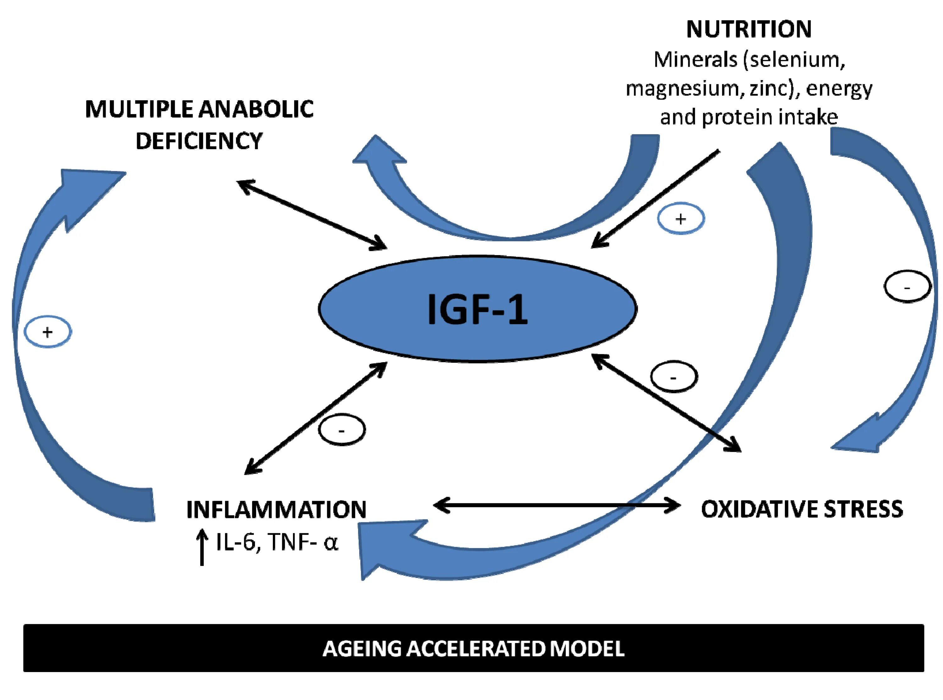 Фактор роста гормон. Инсулиновый фактор роста IGF 1. IGF 1 механизм действия. IGF-1 инсулиноподобный фактор роста-1. Гормон роста IGF-1.