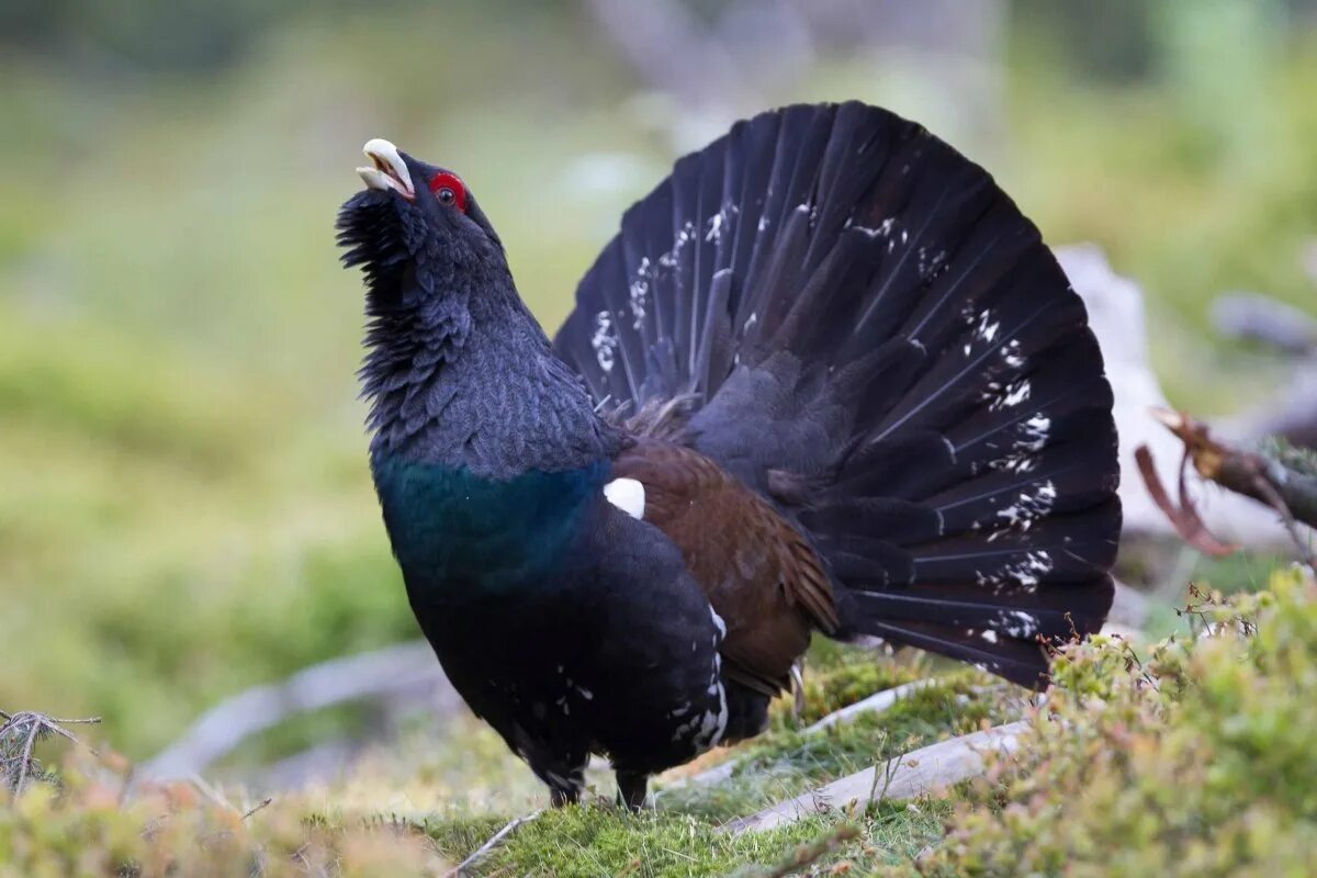 Глухарь (Tetrao urogallus). Обыкновенный Глухарь. Чернобрюхий Глухарь. Глухарь птица самка.