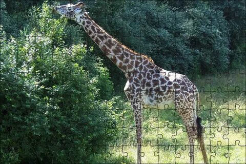 Giraffe neck