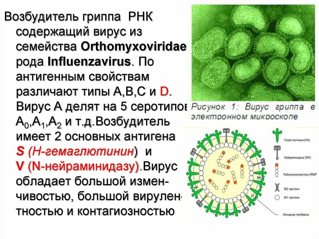 Рнк вирус гриппа а