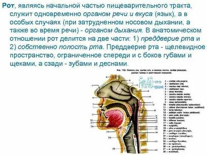 Функции ротовых органов