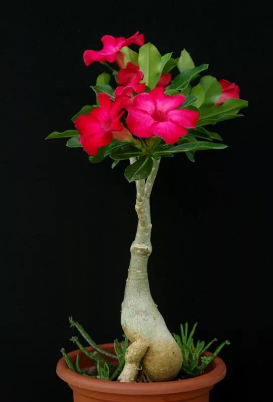 адениум арабикум tiny ding dong. адениум роза пустыни. адениум захра. адениум ko 120. адениум обесум(роза пустыни).