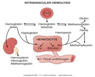 Объясните значение тэ и производящих основ haemolysis