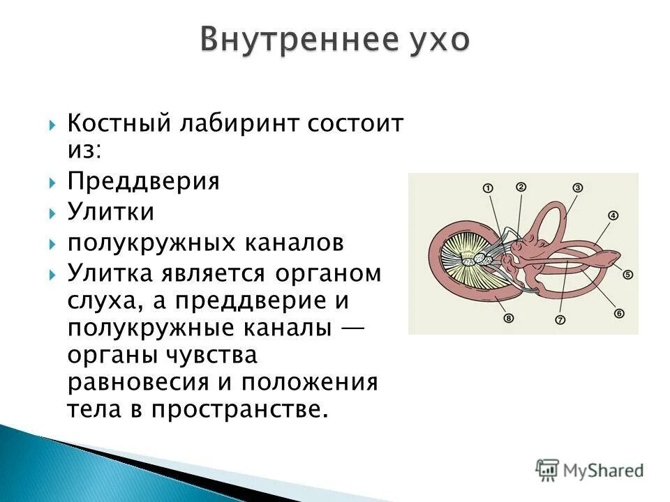 В состав внутреннего уха входят. Состав внутреннего уха. Из чего состоит внутреннее ухо. Костный Лабиринт состоит. Круглое окно внутреннего уха