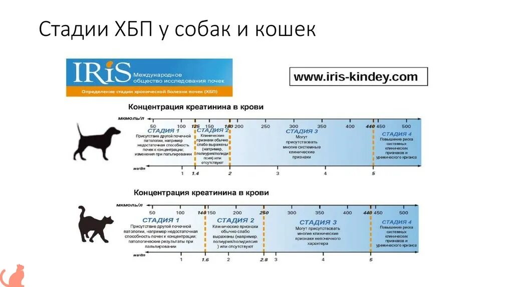 Хроническая болезнь почек 2 степени у собаки. Классификация Iris почечной недостаточности кошек. Стадии почечной недостаточности по креатинину у кошек. 3 Стадия почечной недостаточности у собак симптомы. Хбп с4