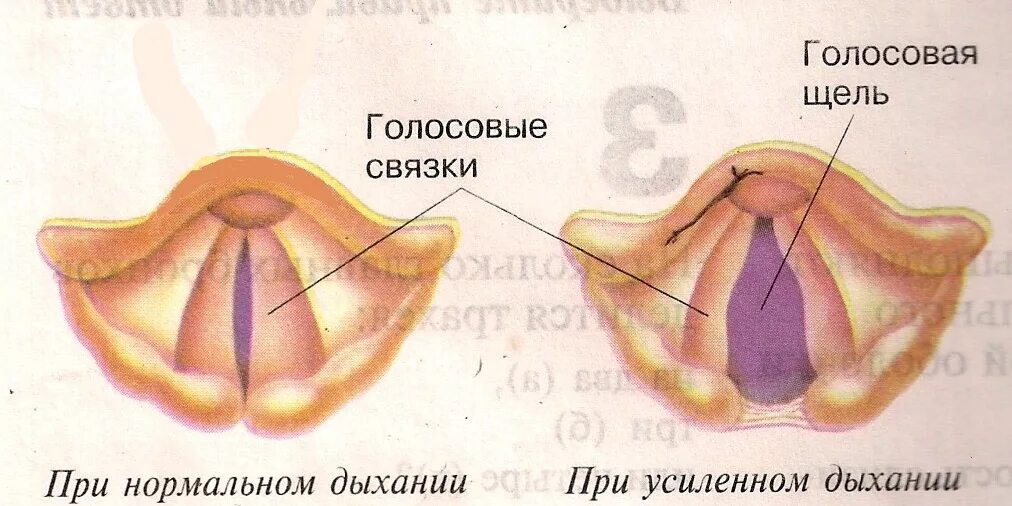 Ответы Mail.ru: какие есть средства для повышения эластичности голосовых связок?