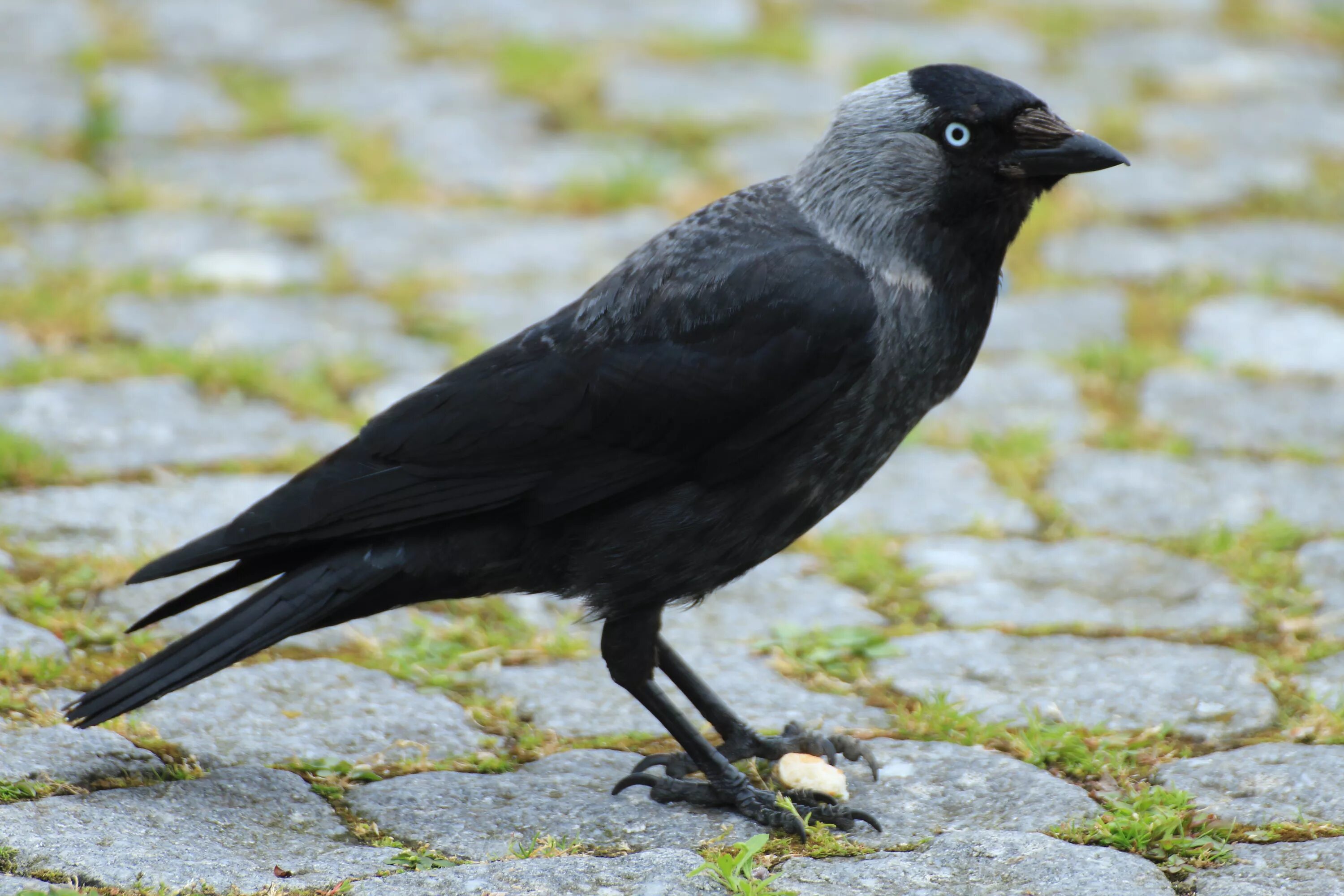 Птицы с серой шеей. Coloeus monedula Галка. Га́лка Corvus monedula. Галка (Corvus monedula). Хохлатая Галка.