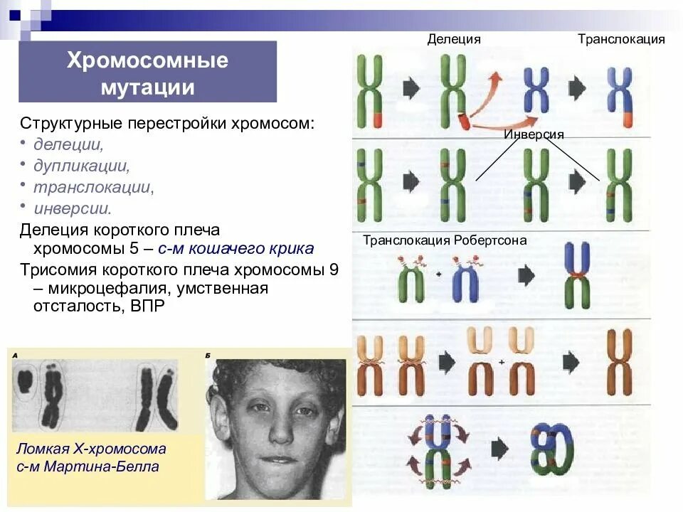 Мутация делеция примеры. Структурная перестройка хромосом кариотип. хромосомные мутации делеции дупликации инверсии транслокации. хромосомные мутации примеры. примеры хромосомных мутаций у человека.