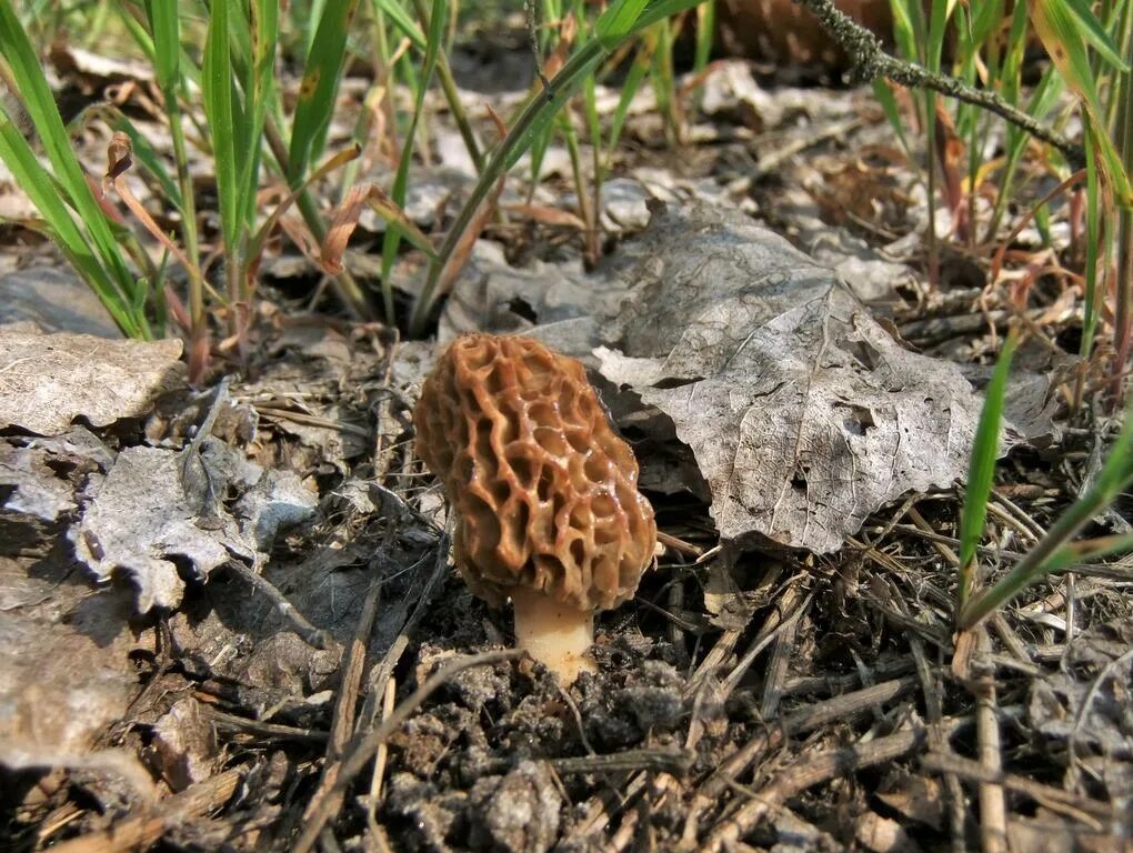 Ложные сморчки фото