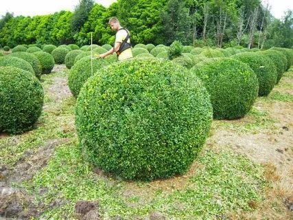 Система самшит