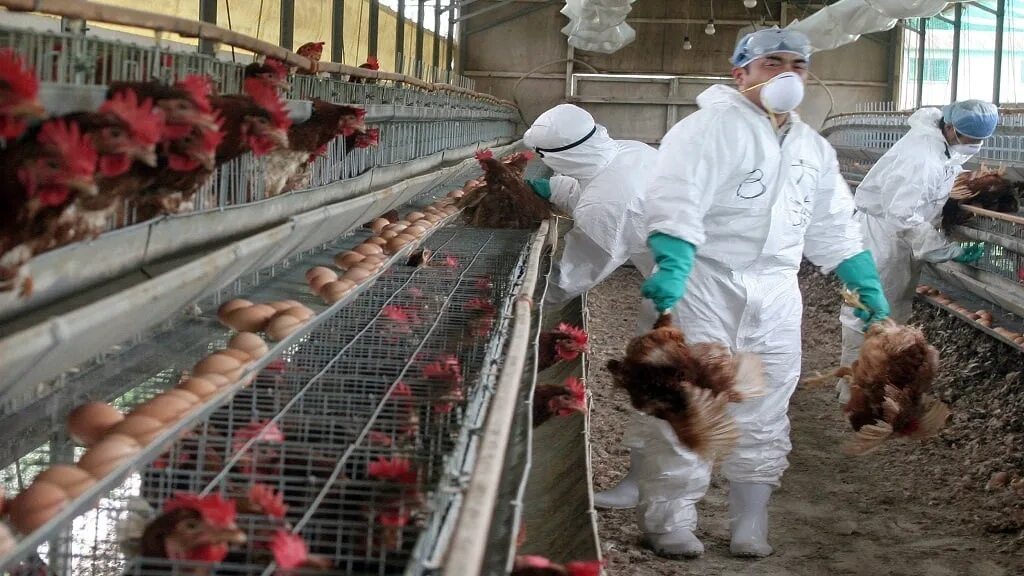 Птичий грипп h5n1. Россельхознадзор высокопатогенный грипп птиц. птицеферма.