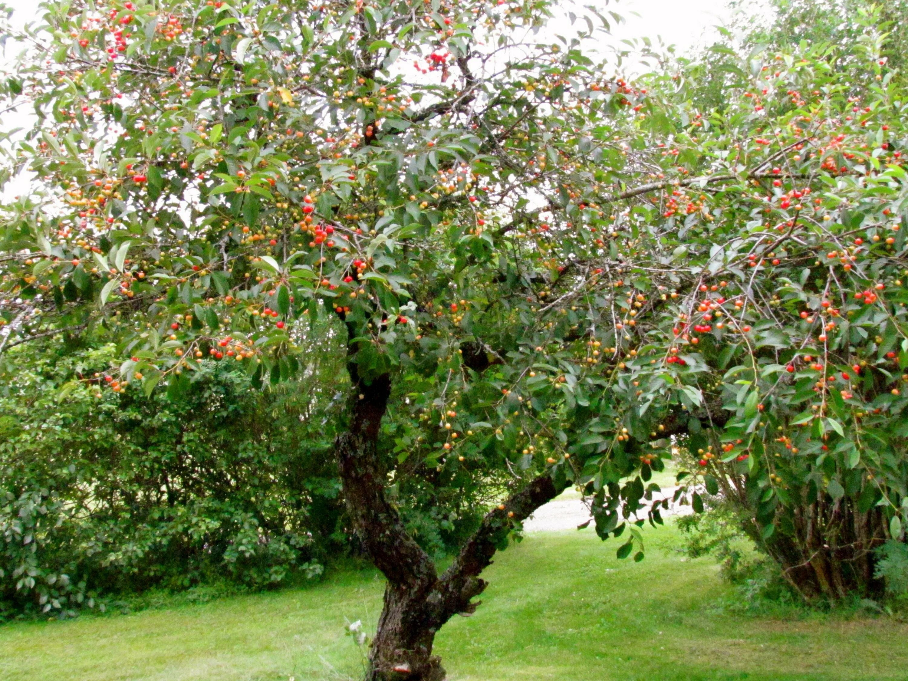Вишня плодовое дерево. Черешня свитхарт дерево. Дерево вишни и черешни. Вишня Садовая дерево.