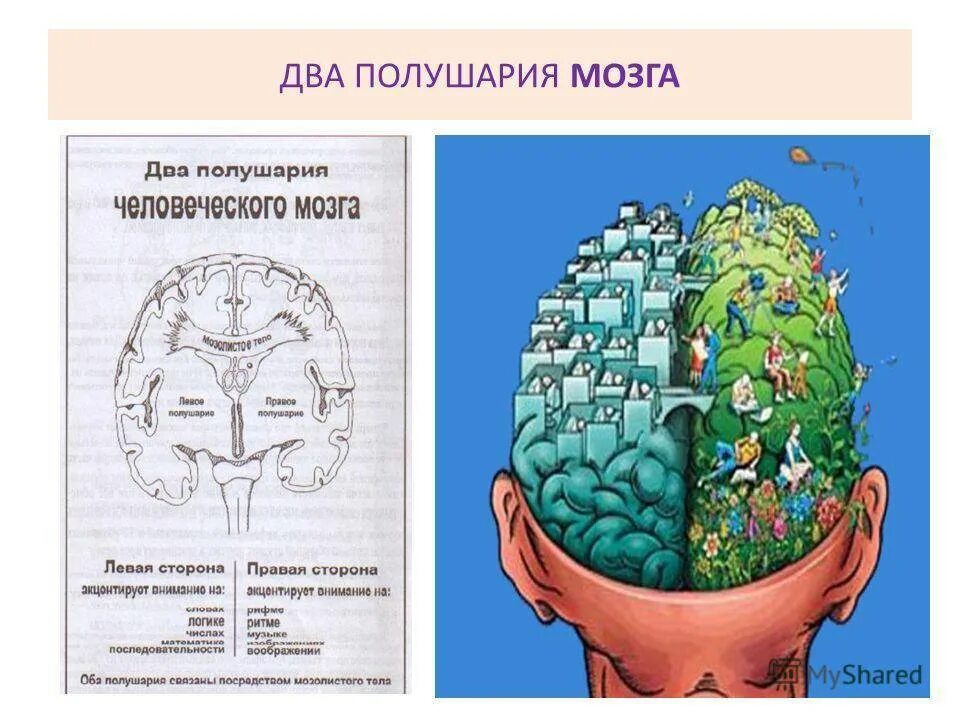 За что отвечает левое полушарие у женщин. Полушария мозга. Два полушария мозга. Мозг человека левое и правое полушарие. Соединение полушарий головного мозга.