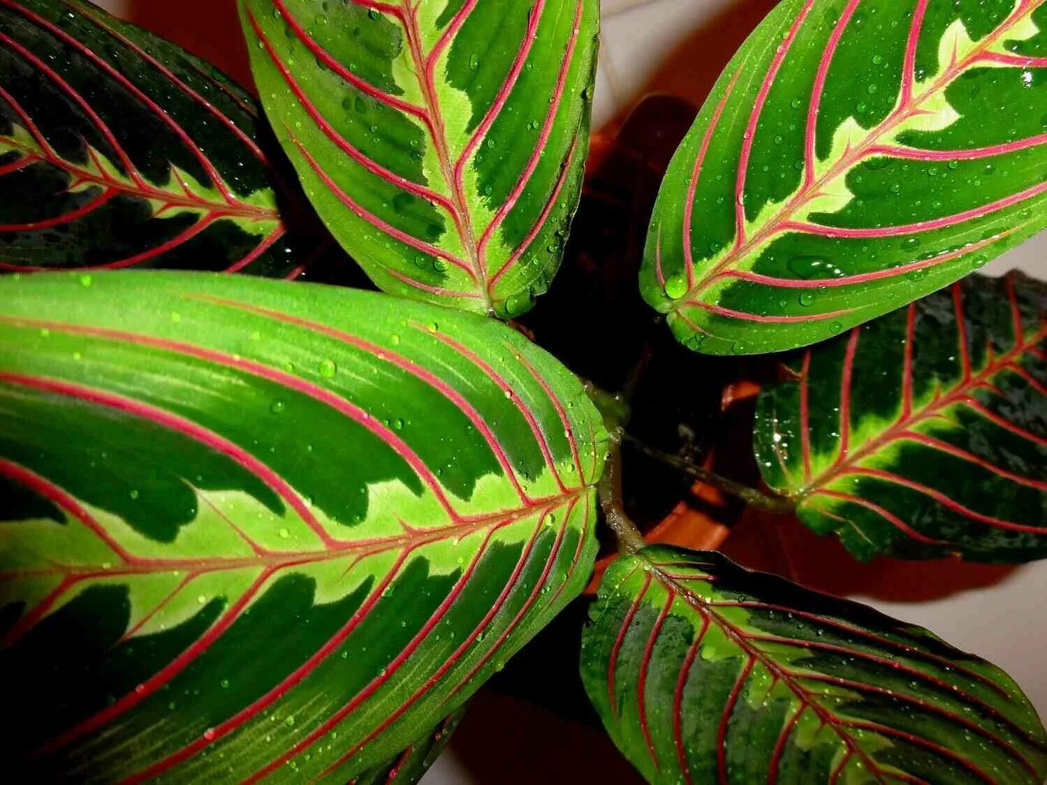 Размеры листьев комнатных растений. Маранта Амабилис. Маранта трехцветная. Маранта вариегатная. Маранта двухцветная.