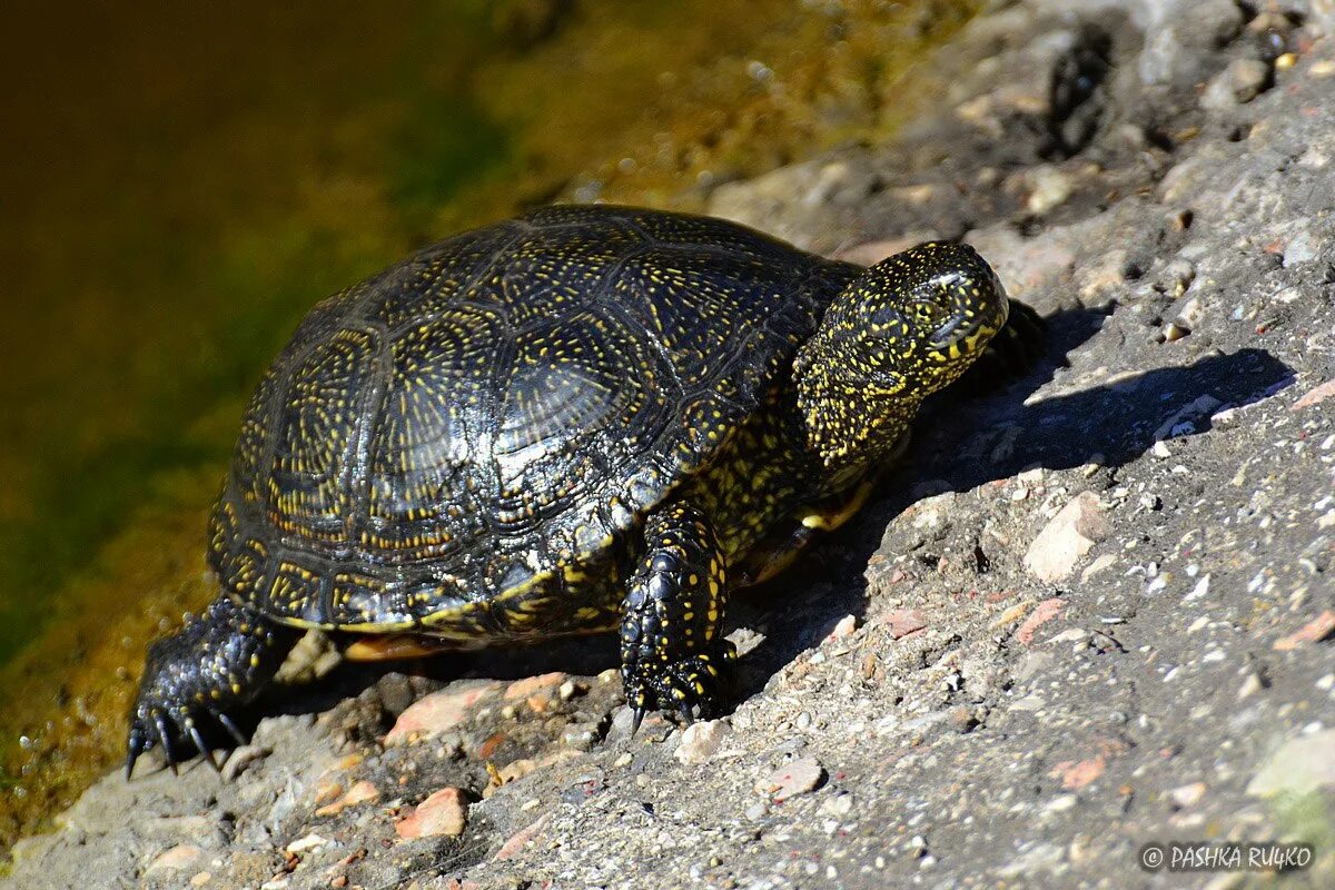 Болотная черепаха развитие. Европейская Болотная черепаха. Колхидская Болотная черепаха. Европейская Болотная черепаха (Emys orbicularis). Болотная черепаха Emys orbicularis (Linnaeus, 1758).