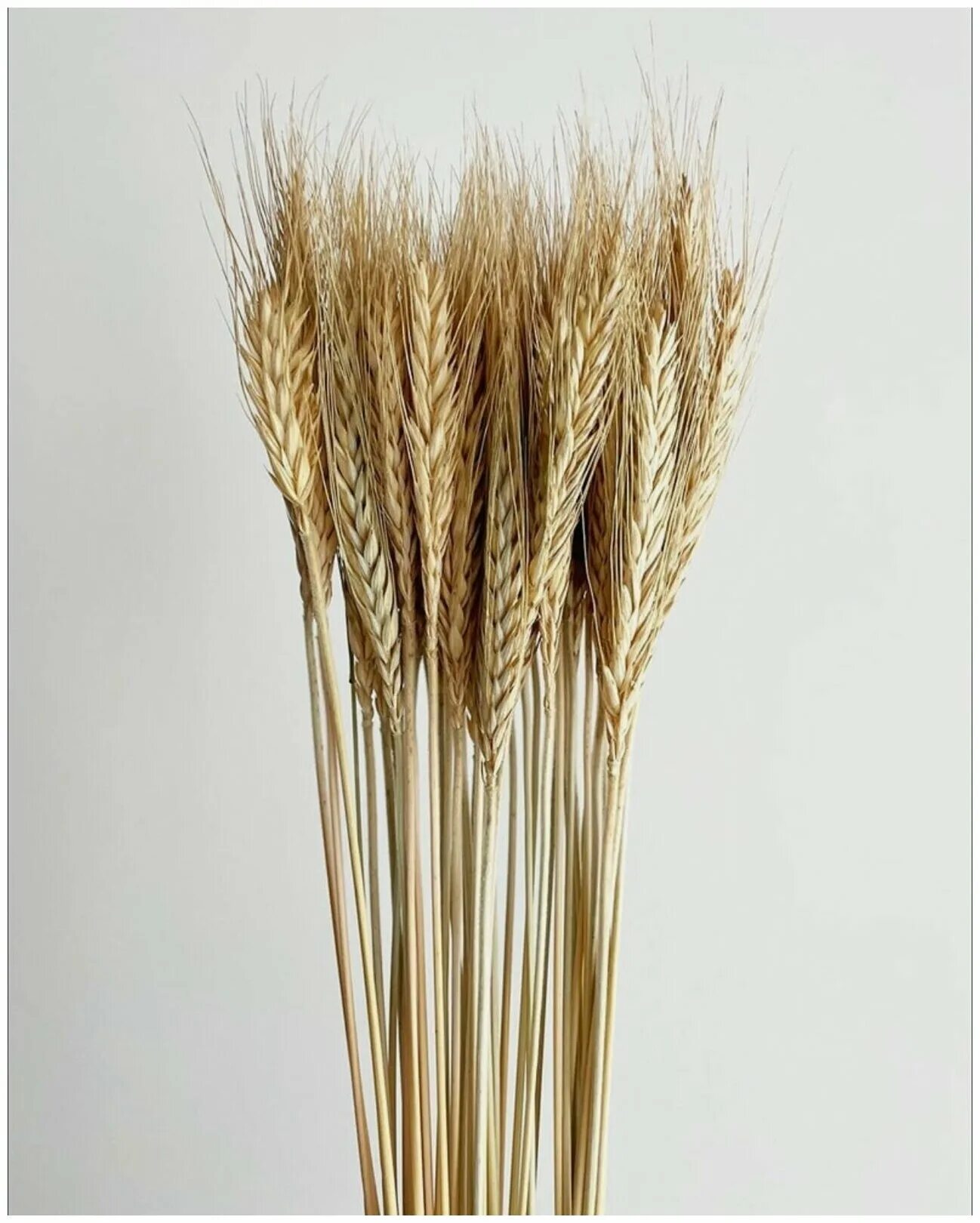 сухоцветы колосья. букет тритикум колоски. пшеница сухоцвет. сухоцветы элитупак пшеница, 70 см,. пшеница cухоцвет.