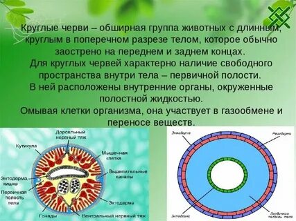 План конспект круглые черви