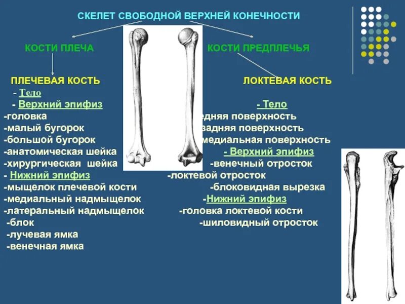 Локтевая кость верхний эпифиз. Нижний эпифиз плечевой кости. Плечевая кость и кости предплечья. Скелет плечевая кость плечо.