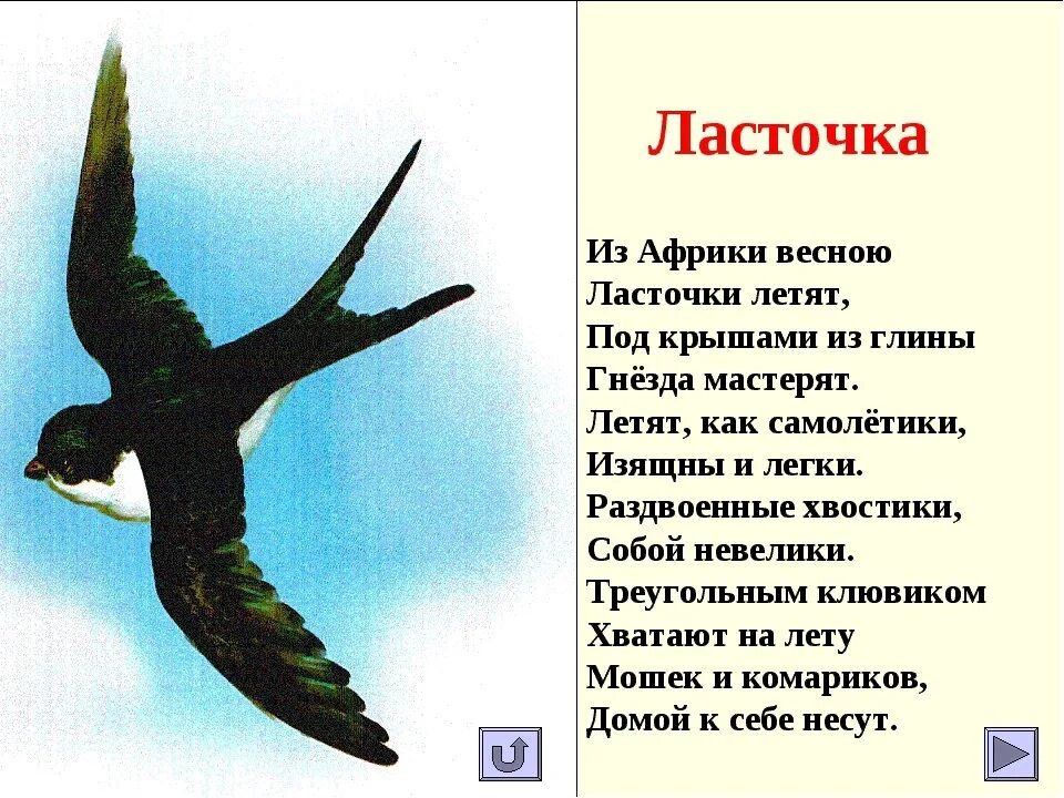 Изящную птицу ласточку называют символом весны. Ласточка. Стихи про весенних птиц. Ласточка стихотворение. Стих про ласточку.