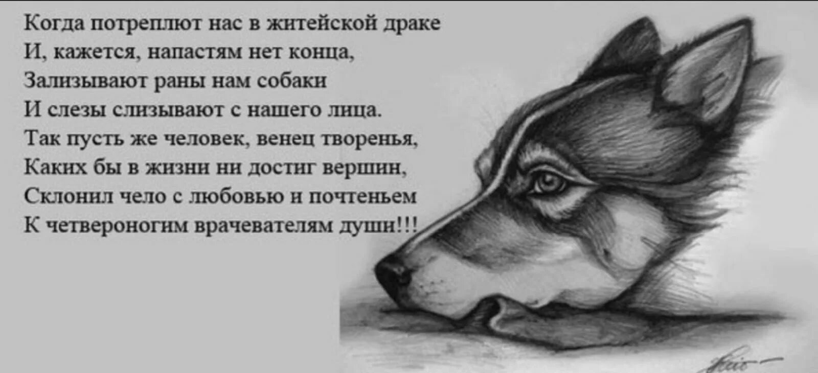 Моя собачка стоит дороже тебя песня. Грустные стихи про собак. Стихи про собаку преданность. Стих про собаку до слез. Стихи о верности собак.