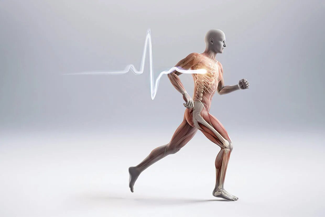 Абсолютно способный. Анатомия бегущего человека. Возможности человеческого тела. Организм спортсмена.