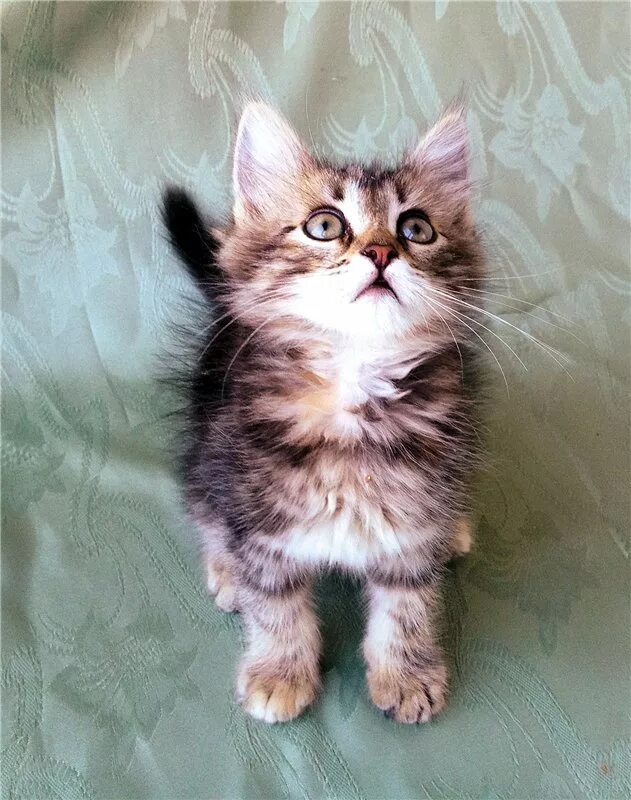 трёхцветная кошка в добрые руки. трёхцветная кошка пушистая. трехцветные котята в добрые руки. котенок трехцветный в добрые. трёхцветная кошка в добрые руки.