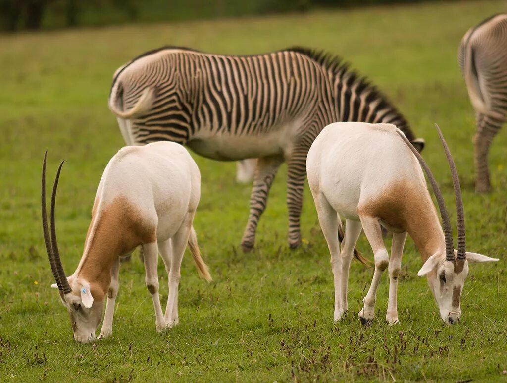 Антилопа джейран. Характеристика парнокопытных. Масаи мара impala. Олень в траве. Ориби антилопа.