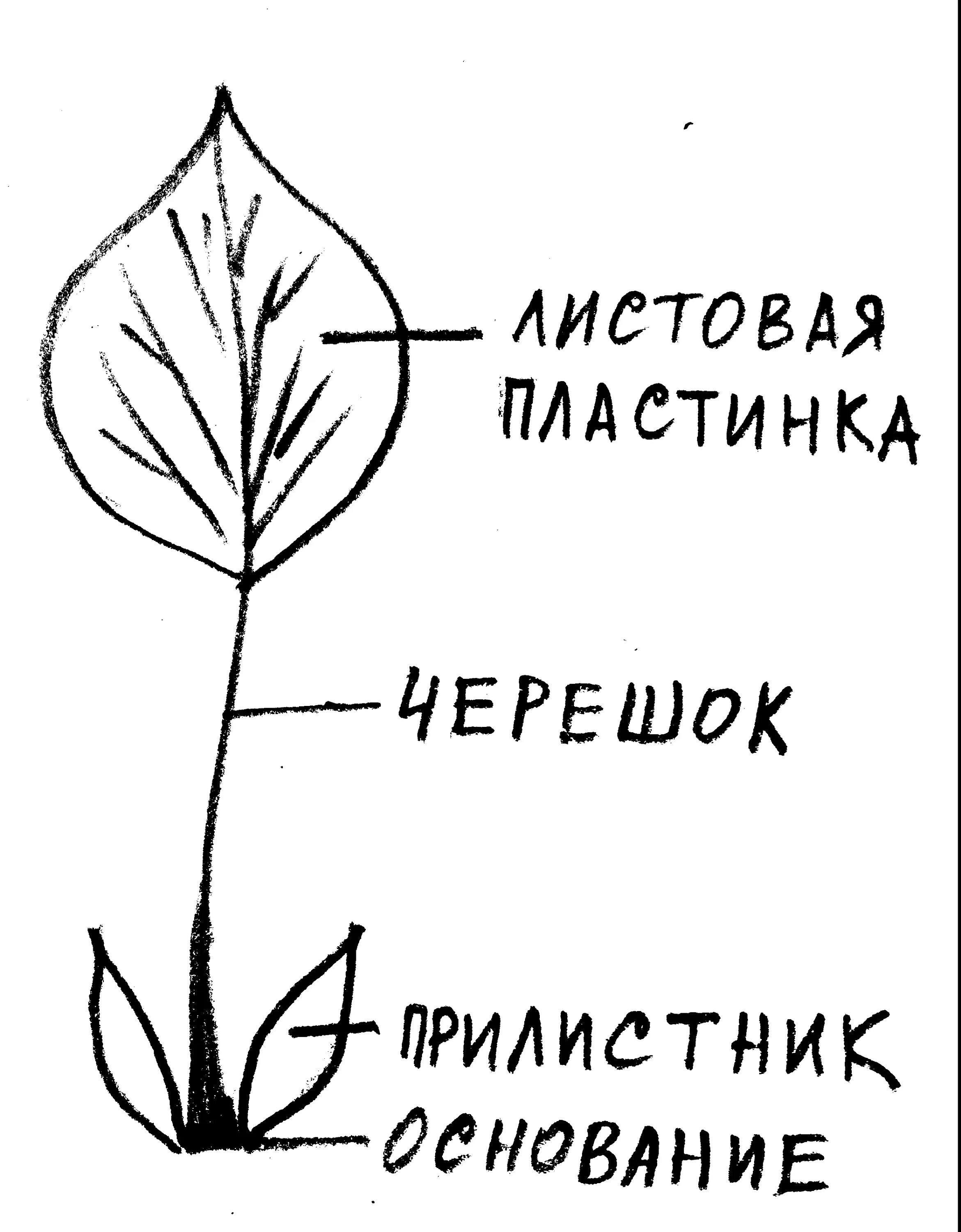 Внешнее строение листа схема. Строение листовой пластины. строение простого листа. внешнее строение листа. строение листовой пластинки.