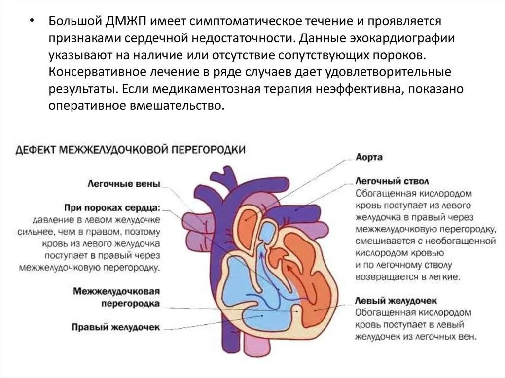 У какого животного имеется неполная межжелудочковая перегородка
