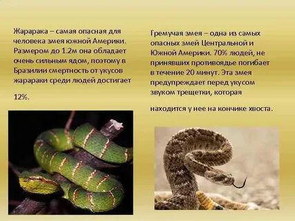 Змеи интересные факты