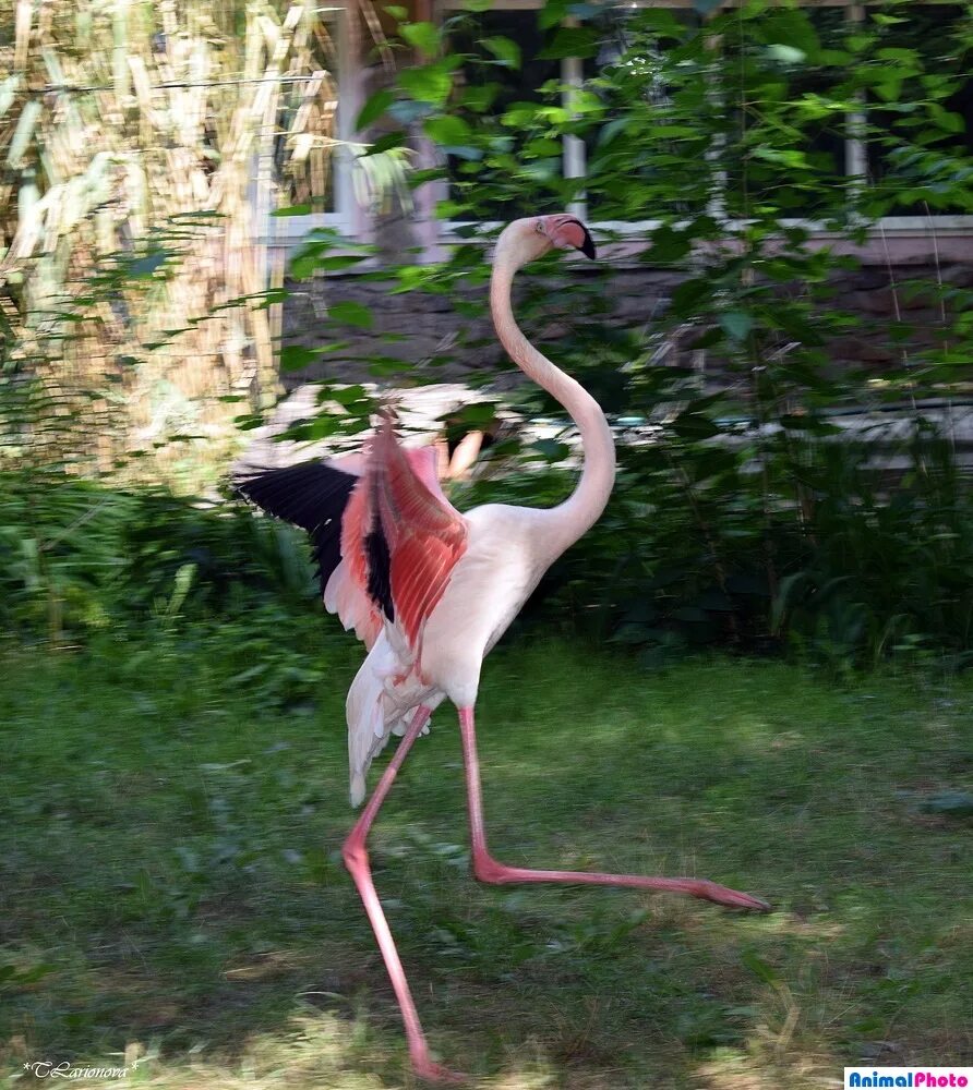 Фламинго танцует. Танец Фламинго. Танцующий Фламинго. Фламинго Окуловка.