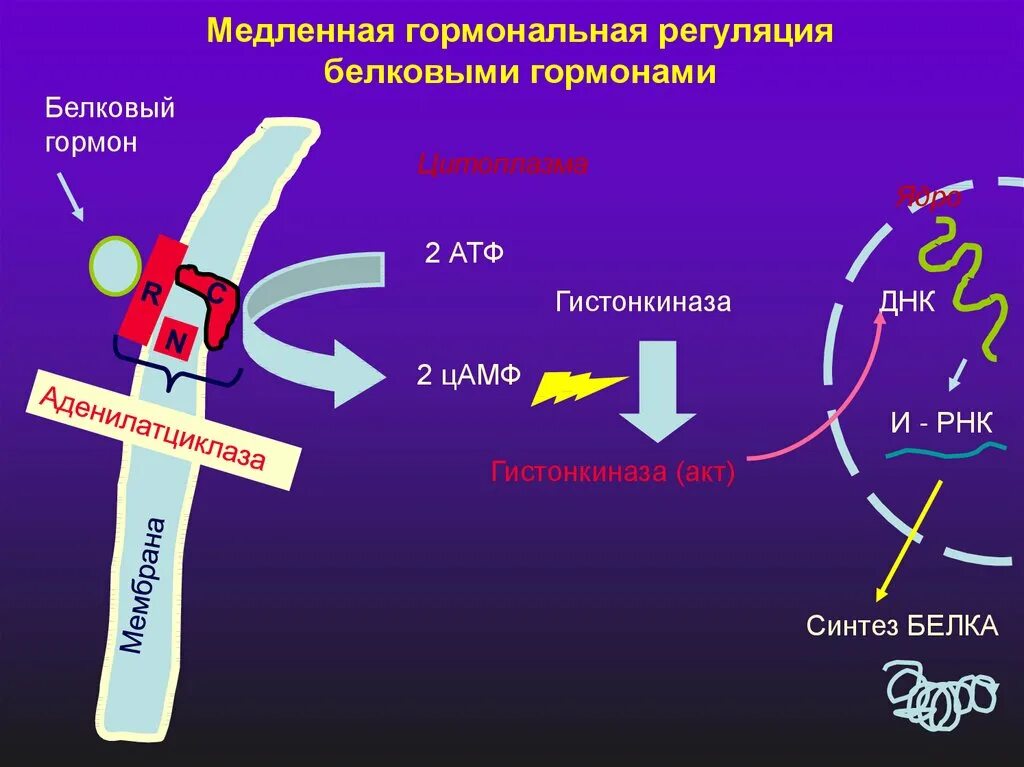 Ферменты введение. Гормональная регуляция ферментов. Гормональная регуляция белков. Медленная регуляция активности ферментов. Гормональная регуляция активности ферментов.