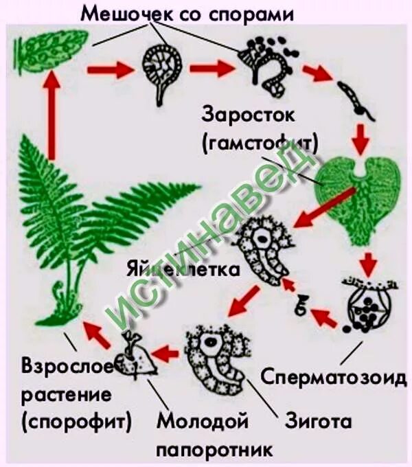 Цикл размножения папоротников. Жизненный цикл папоротника. Жизненный цикл папоротника схема. Жизненный цикл папоротниковидных. Клетки гаметофита имеют набор хромосом