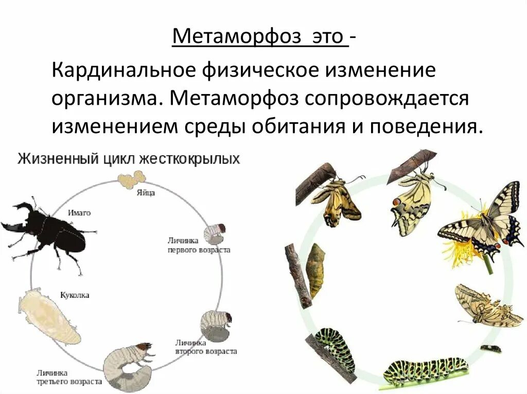 Метаморфоза изменений