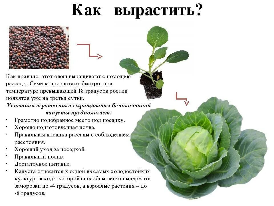 При какой температуре можно сажать рассаду капусты. Рассада белокочанной капусты. посадка рассады белокочанной капусты. всходы капусты белокочанной. рассада брокколи белокочанной капусты.