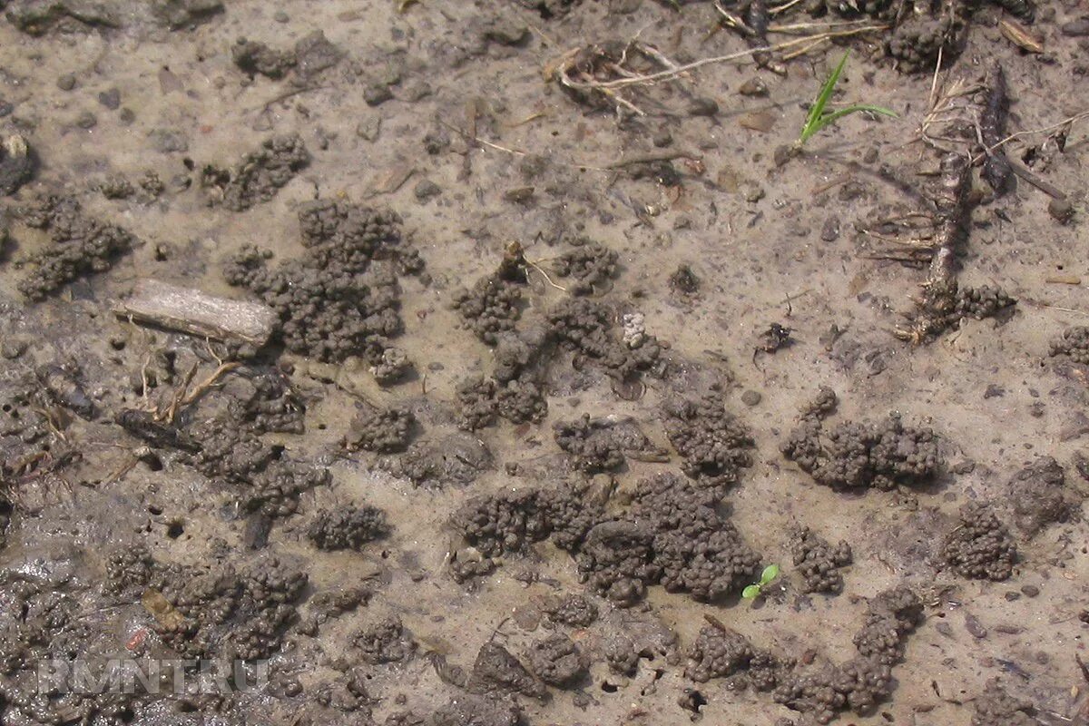 Животные поверхности почвы. Следы медведки. Копролиты дождевых червей. Копролиты земляных дождевых червей.
