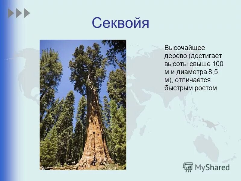 секвойя на английском. какое самое высокое дерево. растения северной америки секвойя. деревья долгожители секвойя. растения северной америки секвойя.