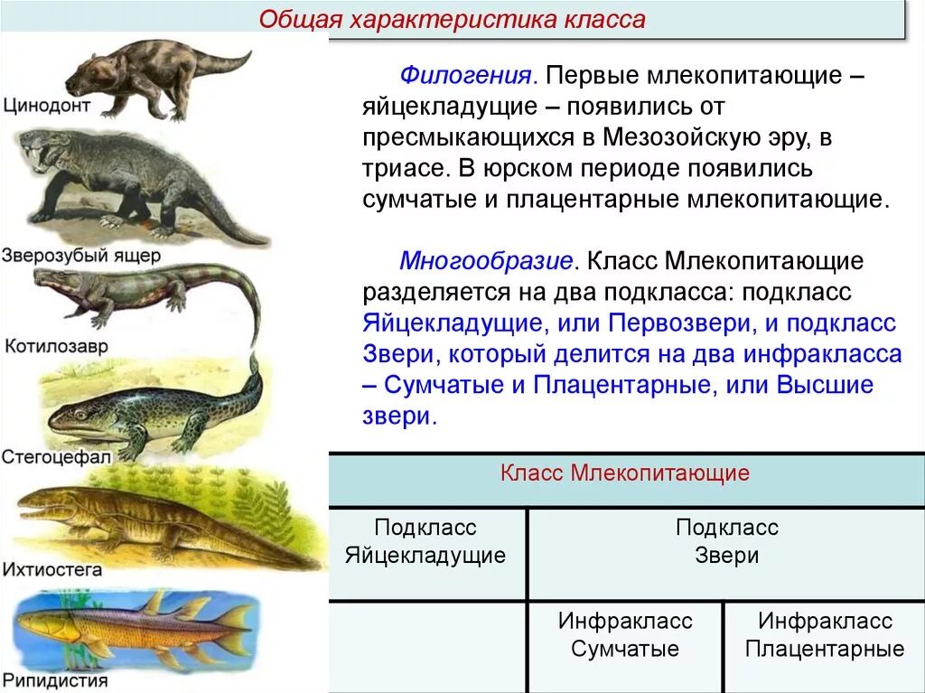 Зверозубый ящер сходство с пресмыкающимися и млекопитающими. Зверозубый ящер переходная форма. Зверозубый ящер признаки. Зверозубый ящер появление. Сходства и различия млекопитающих и пресмыкающихся