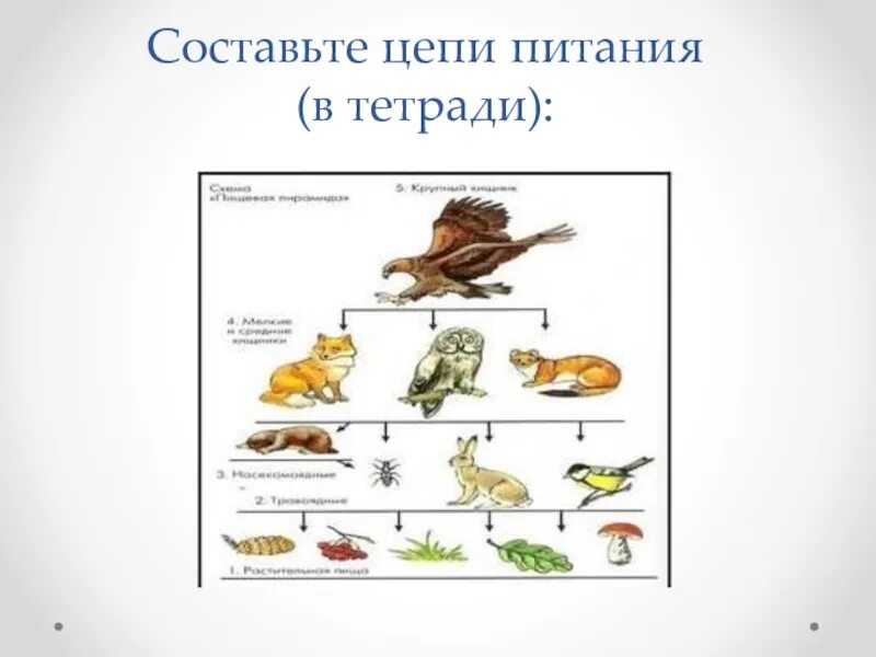 3 цепи питания пищевой цепи. Пищевая цепь в природе схема. Цепи питания цепи питания цепи питания. Пищевая цепочка животных. Составлениепищивых цепей.