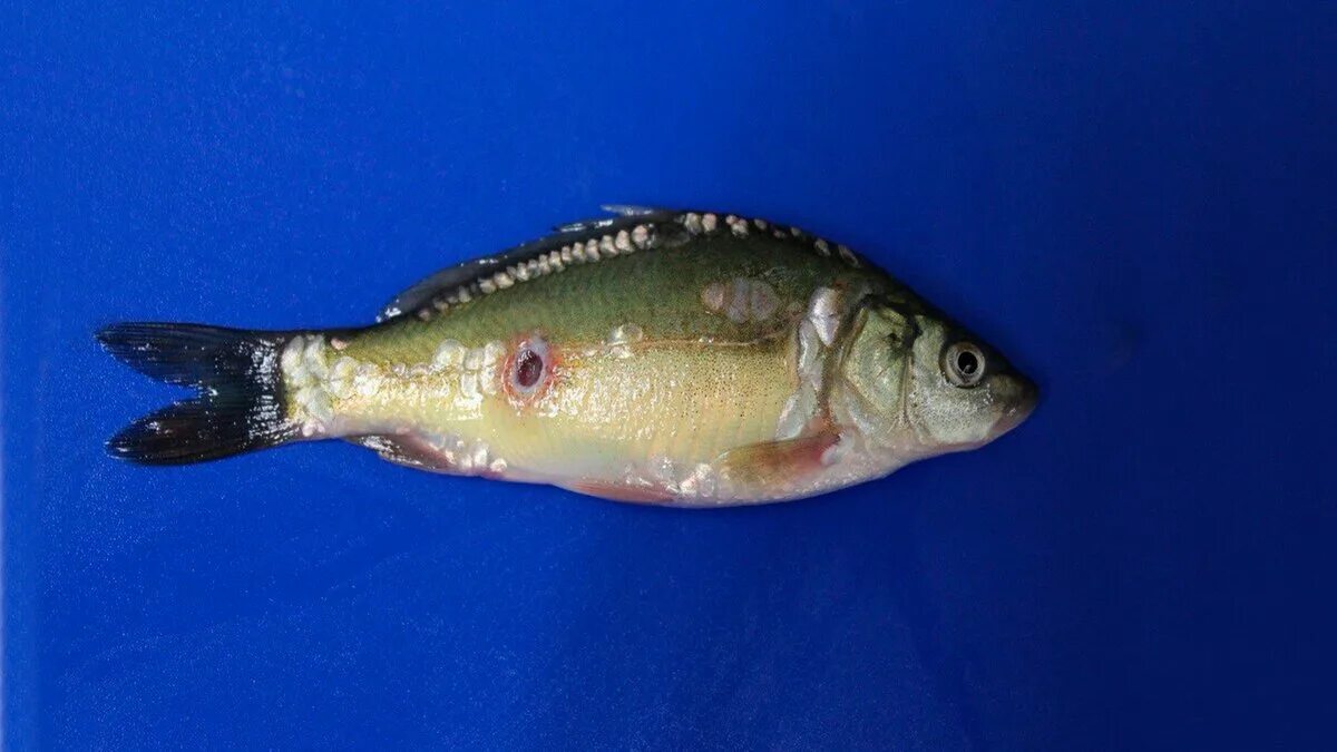 Аэромоноз краснуха карповых. Краснуха у карпа. Аэромоноз краснуха карповых. Краснуха карпа (аэромоноз). Аэромоноз карповых рыб.