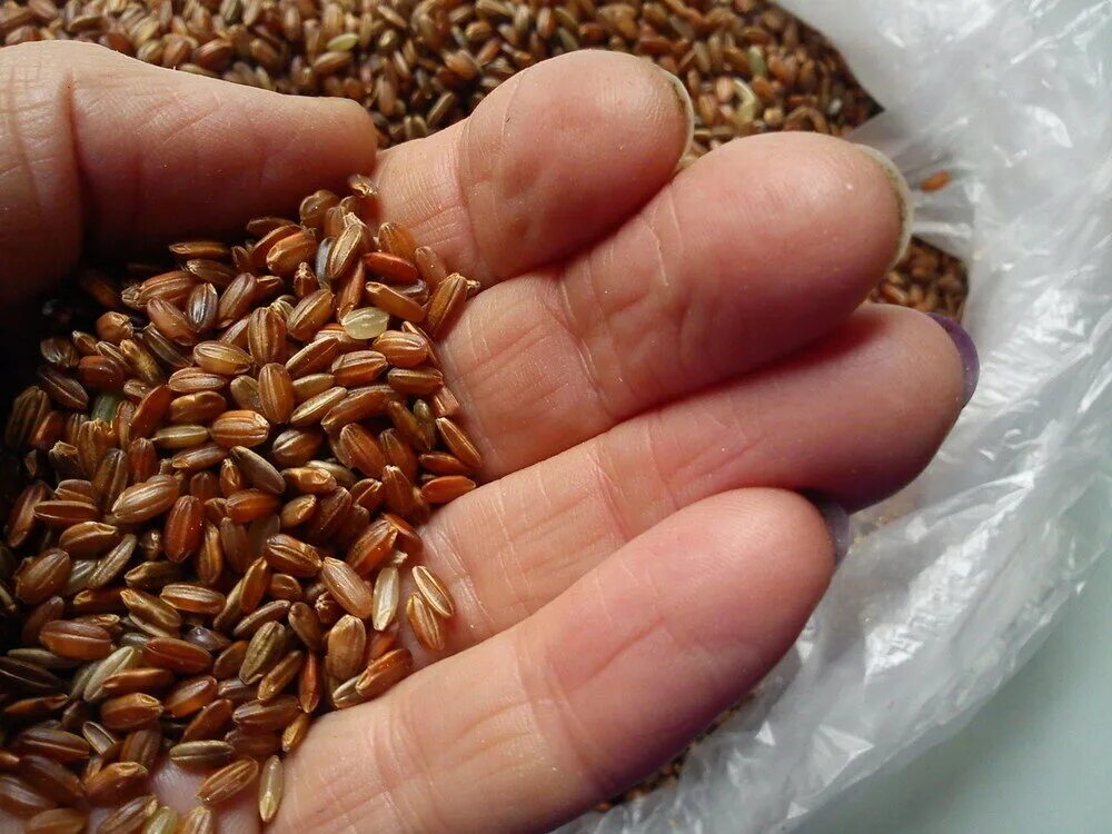Как выглядит неочищенный рис фото White Rice Or Brown Rice. What’s The Difference Water Liberty