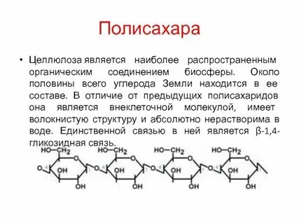 Для растительной клетки характерен полисахарид целлюлоза