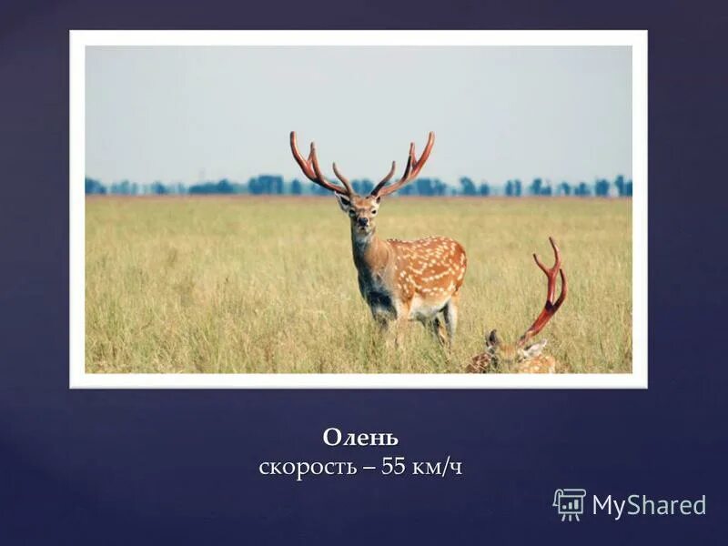 Скорость бега животных. Скорость северного оленя. Кто быстрее бегает лошадь или олень. Скорость бега кролика максимальная. Таблица самых быстрых животных.