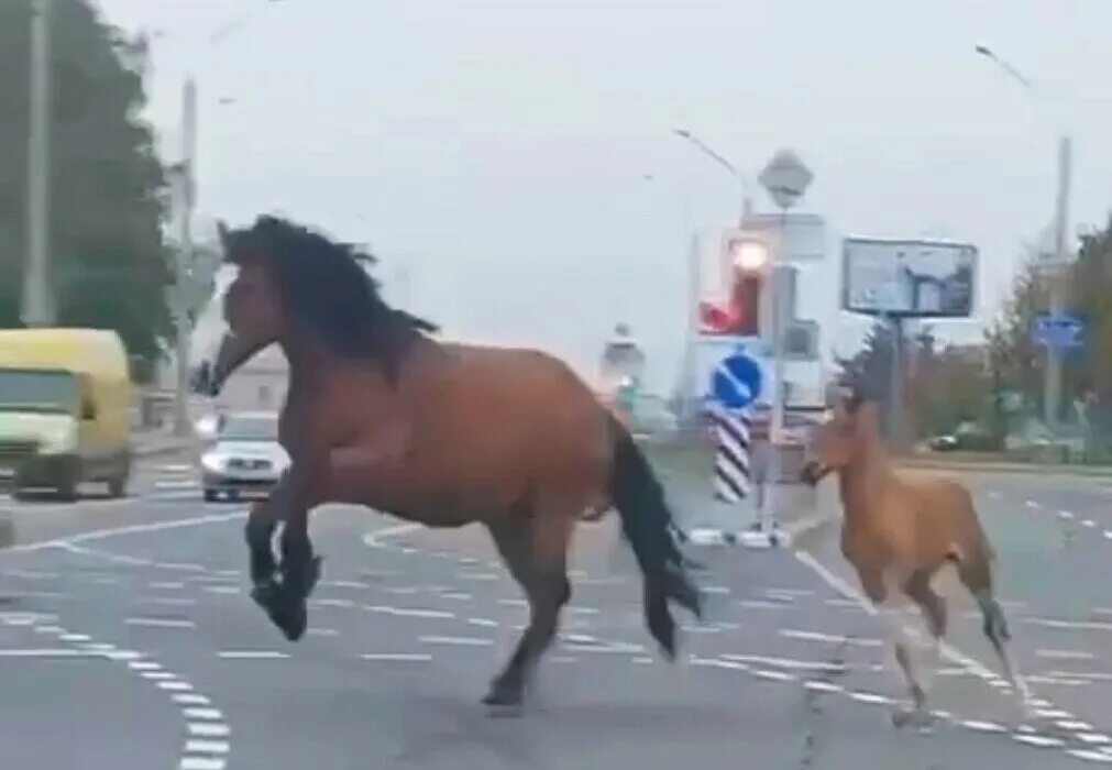 Лошади выбегают на дорогу. Лошадь выбегает. Лошади выбегают из боксов. Выбегающая лошадь на экране.