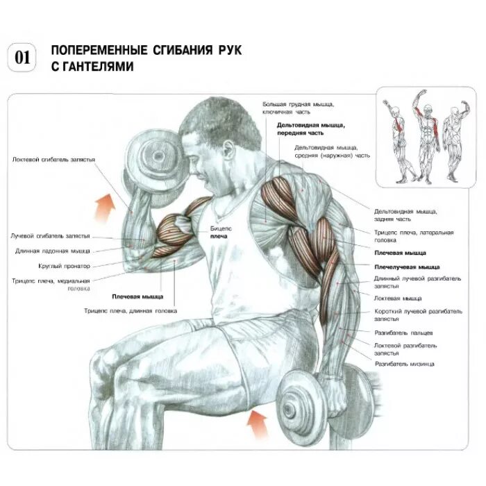 Упражнения с гантелями для бицепса для мужчин. Качание трицепса гантелями. Упражнения на бицепс. Силовые упражнения на бицепс. Тренировка мышц рук.