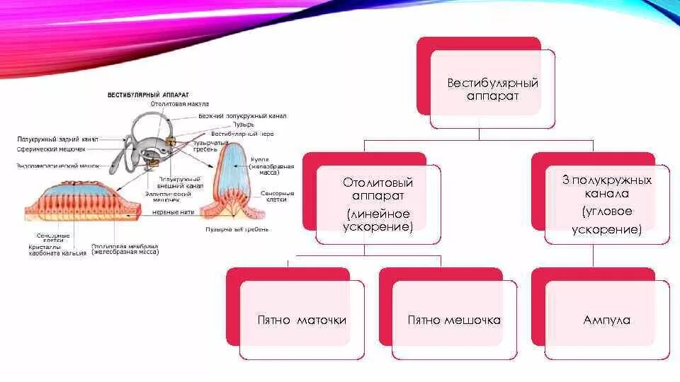 Биология 8 класс проверьте ваш вестибулярный аппарат. Отолитовый аппарат аппарат вестибулярный 3д. Рецепторы отолитового аппарата. Отолитовый анализатор. Отолитовый аппарат строение.