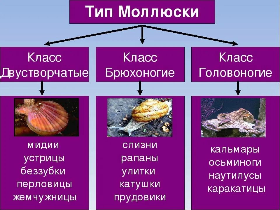 Тип моллюски брюхоногие представители. Брюхоногие моллюски представители. систематика головоногих моллюсков 7 класс. тип моллюски класс двустворчатые представители. к какому классу относится моллюск.