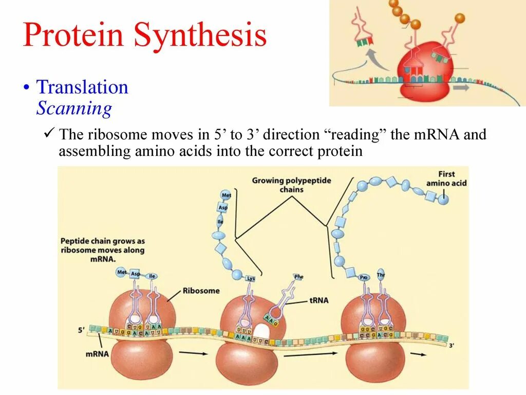 Am synthesis. Protein Synthesis. Protein Synthesis translation. Protein Synthesis process. Protein Synthesis Stages.