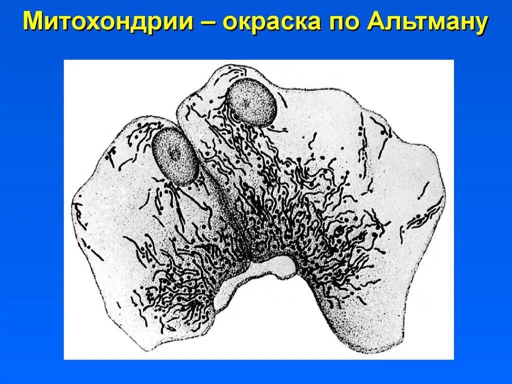 Митохондрии в клетках печени. Митохондрии окраска по Альтману. Хондриосомы в клетках печени по Альтману. Митохондрии почки окраска по Альтману.